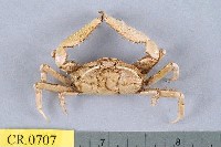 藏品(短身大眼蟹)的圖片